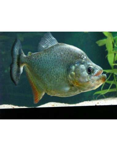 Piraña rombo (Serrasalmus marginatus)