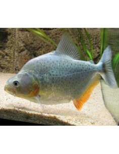 Piraña rombo (Serrasalmus... 2