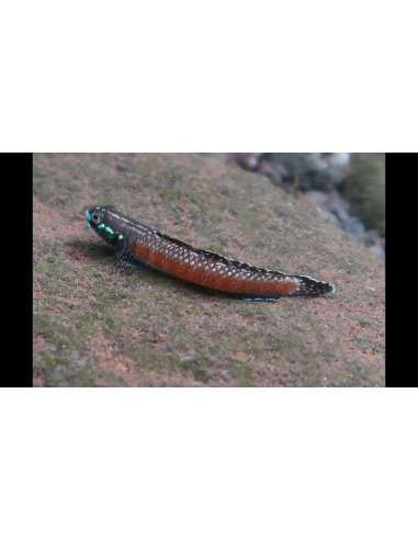 Gobio Red Neon (Stiphodon Elegans)
