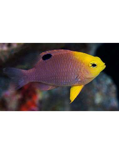 Damisela de Talbot (Chrysiptera talboti)