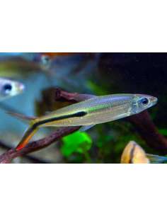 Hemiodus Linea Roja...
