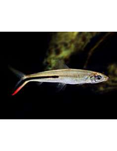 Hemiodus Linea Roja... 2