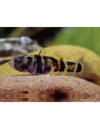 Gobio Avispa De Agua Dulce...