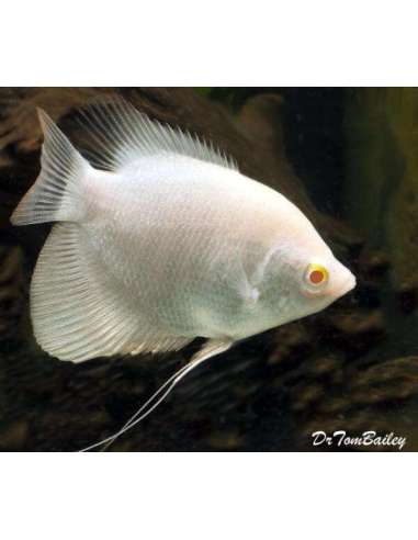 Gurami Gigante Albino (Osphronemus...