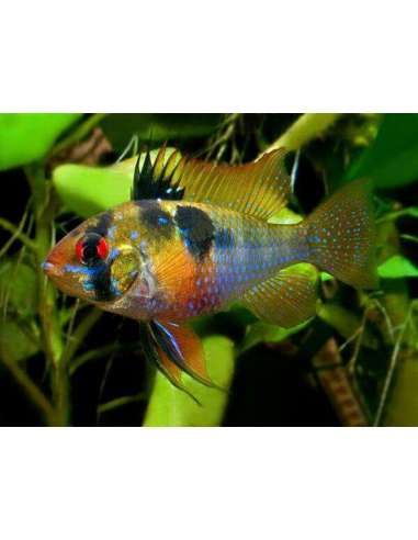 Ramirezi Holland (Papilochromis...