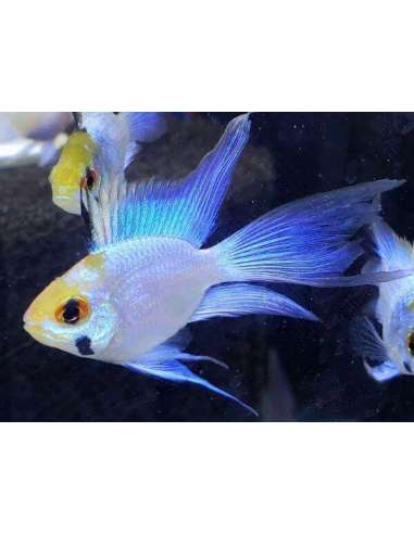 Ram Balon Electric Blue Long Fin...