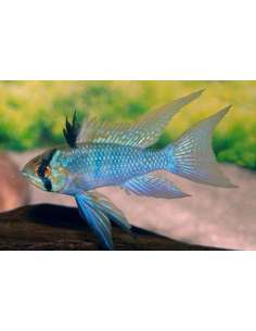 Ram Balon Electric Blue... 2