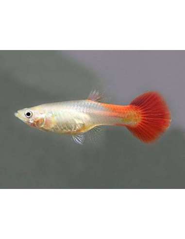 Red Blonde Casal (Poecillia Raticulata)