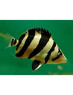 Sumatra Tigerfish...
