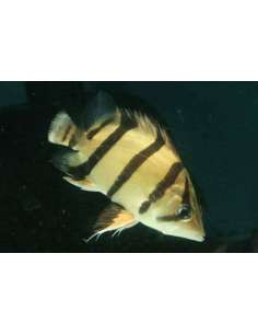 Sumatra Tigerfish... 2