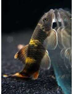 Garra Arcoiris (Garra... 2