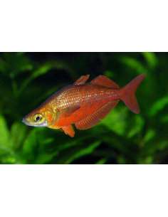Red Rainbowfish... 2