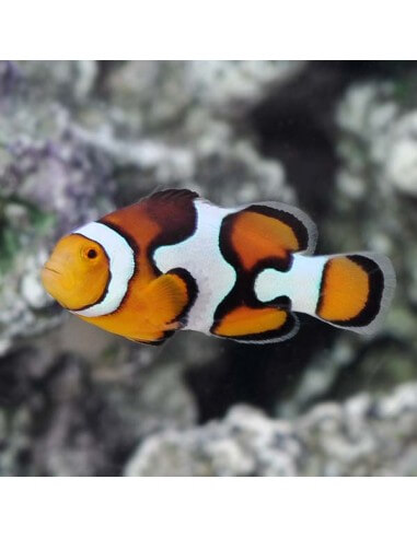 Picasso Clown A2-Grade Clownfish...