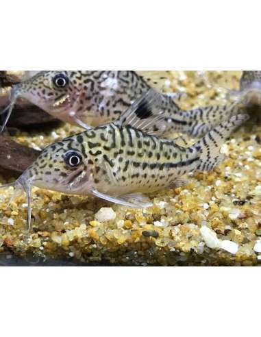 Corydora Leopardo (Corydoras leopardus)