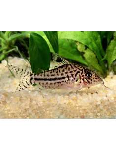 Corydora Leopardo... 2
