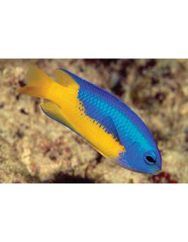 Goldbelly Damsel (Pomacentrus...