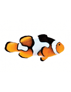 Picasso Clown A2-Grade... 2