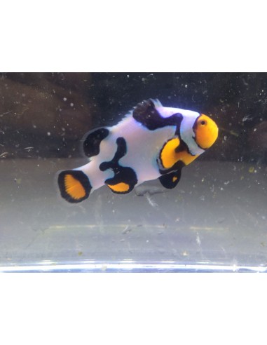 Black Piccasso P3 Clownfish...