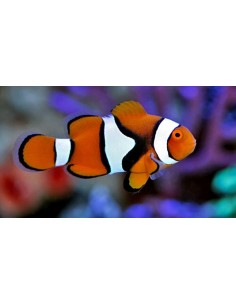 Edge Black True Percula...
