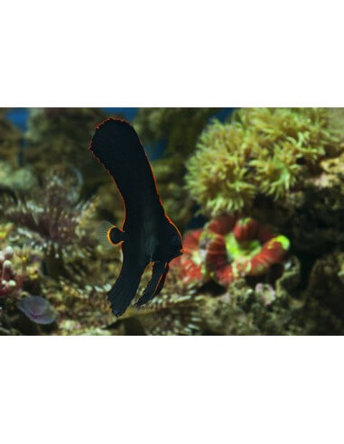 Platax Pinnatus ( Pinnatus Batfish)