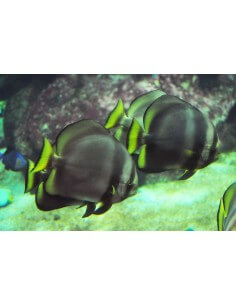Platax Pinnatus ( Pinnatus... 2