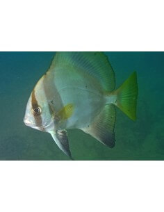 Zebra Batfish (Platax... 2