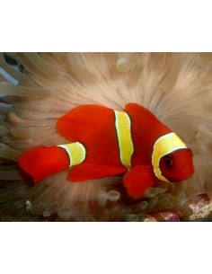 Gold Stripe Maroon Clown...