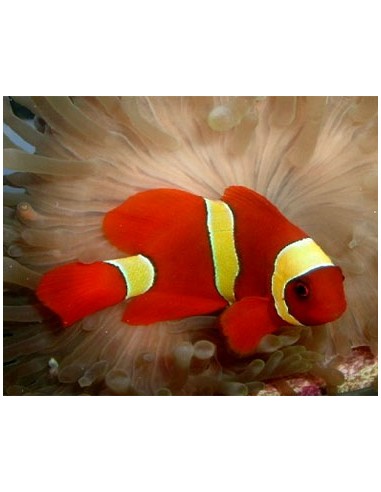 Gold Stripe Maroon Clown Fish...