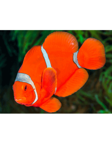 Maroon Clown (Premnas Biaculeatus)