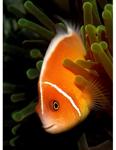 Pink Skunk Clown (Amphiprion...