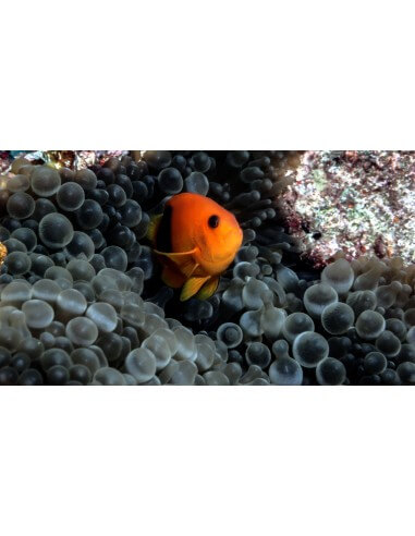 Red Saddle Back Anemone Fish...