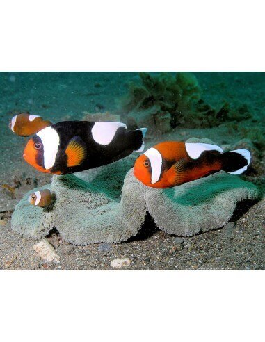 Saddleback Clown Fish (Amphiprion...