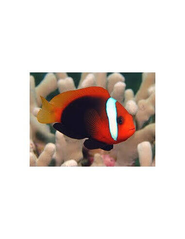 Tomato Clown(Amphiprion Frenatus)