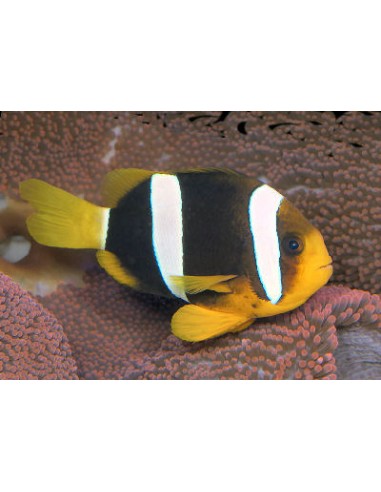 Clark'S Anemone Fish (Amphiprion...