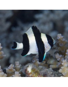 Four stripe Damselfish...