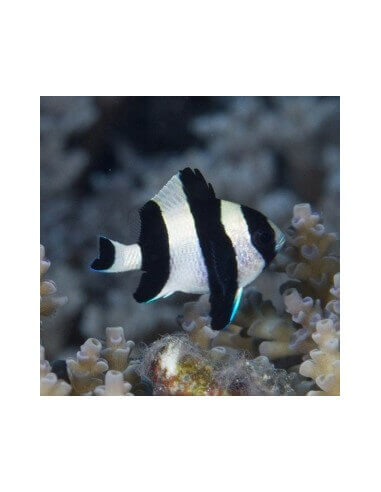 Four stripe Damselfish (Dascyllus...