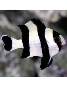 Four stripe Damselfish... 2