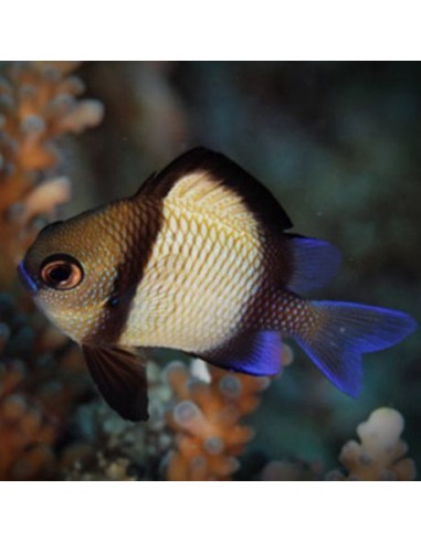 Two stripe Damselfish (Dascyllus...