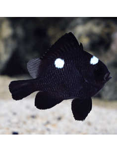 Domino damselfish... 2