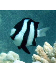 Three Stripe Damsel...