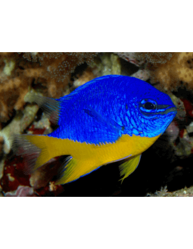 Azure Damselfish (Chrysiptera...