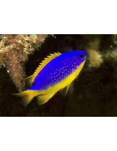 Damsel Fiji Devil... 2